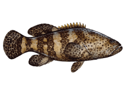 Goliath Grouper